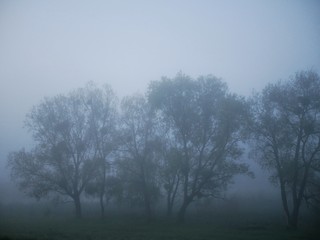 silhouettes of trees in the fog in the early morning. Nature landscape