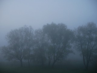 Fototapeta na wymiar silhouettes of trees in the fog in the early morning. Nature landscape