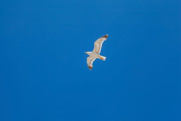 White seagull in blue sky. Crete, Greece.