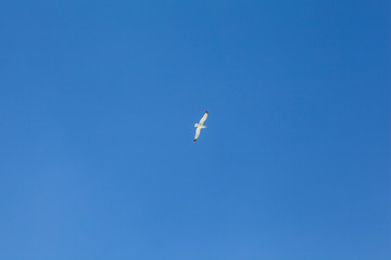 Fototapeta na wymiar White seagull in blue sky. Crete, Greece.