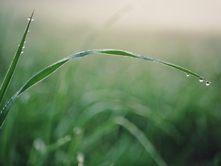 Closeup of dewdrops, waterdrops, water, on a leaf. Macro shot of a leaf.