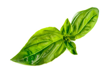 green basil leaf closeup isolated