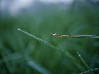 Drops of morning dew on a stem of grass against a background of abundant green vegetation. Clear light summer atmosphere. Macro