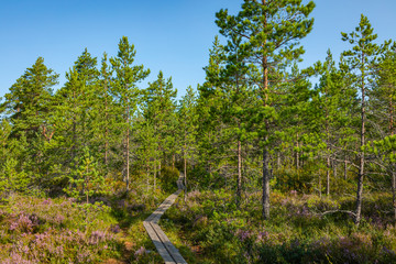 Kurjenrahka National Park. Nature trail. Green forest at summer time. Turku, Finland. Nordic natural landscape. Scandinavian national park.