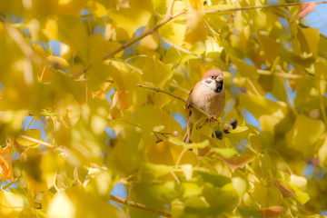 スズメ・雀と銀杏（Sparrow and Ginkgo）