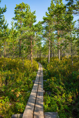 Hiking trail in scandinavian national park in a wetland bog. Kurjenrahka National Park. Turku, Finland. Nordic natural landscape.