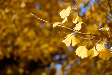 銀杏と背景ボケ（Gingko and background bokeh）