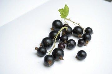 Czarna porzeczka z listeczkiem © Anna