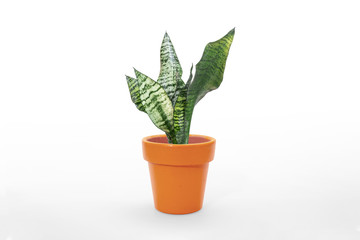 Beautiful sansevieria plant in pot on white table