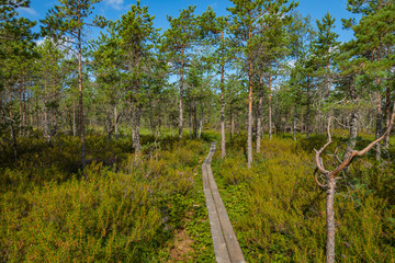 Hiking trail in scandinavian national park in a wetland bog. Kurjenrahka National Park. Turku, Finland. Nordic natural landscape.