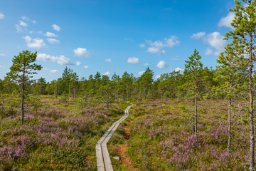 Fototapeta na wymiar Hiking trail in scandinavian national park in a wetland bog. Kurjenrahka National Park. Turku, Finland. Nordic natural landscape.