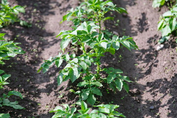 Young potato plant growing on the soil.Potato bush in the garden.Healthy young potato plant in organic garden