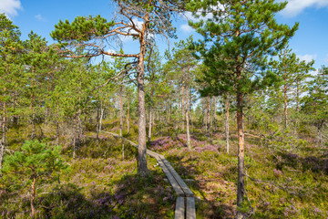 Hiking trail in scandinavian national park in a wetland bog. Kurjenrahka National Park. Turku, Finland. Nordic natural landscape.