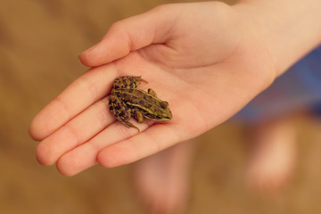 kid holding a small frog in hand