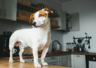 Jack Russell Terrier dog stand on the table in home kitchen. Vertical portrait