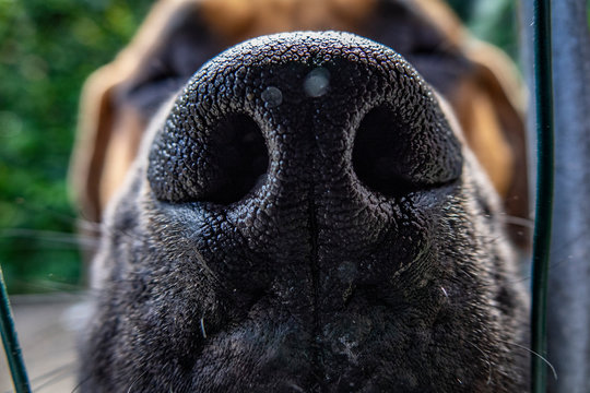Boerke's nose