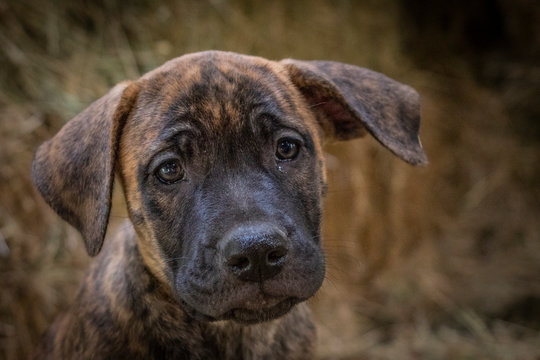 Puppy looking puppy-eyes