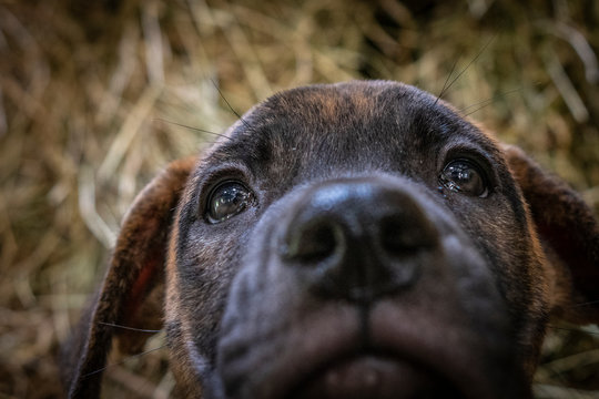 Puppy in hay looking up