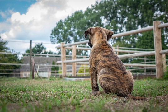 Puppy at a farm looking away
