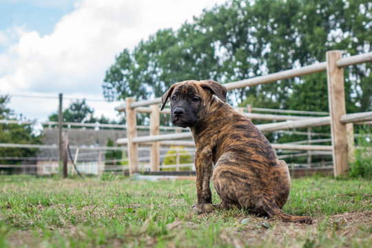 Puppy sitting at a farm looking