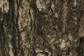 bark of a tree