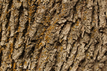 bark of a tree