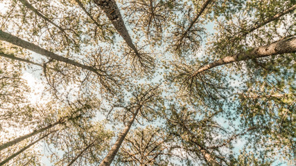 Ramos de uma árvore