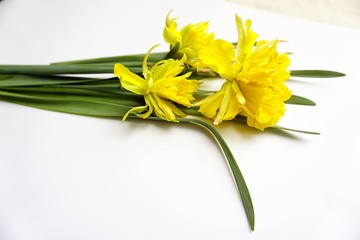 Wiosenne żonkile na białym tle © Anna