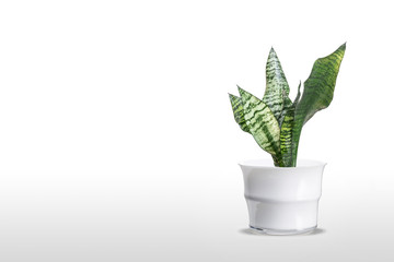 Beautiful sansevieria plant in pot on white table