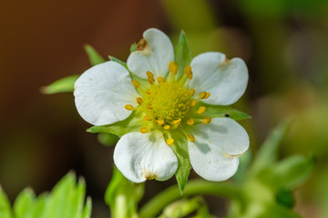Blüte einer Erdbeere