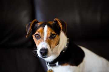 Portrait of a brown/white/black Jack Russell. He is looking straight at the camera 