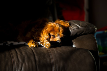Portrait of a King Charles spaniel. He is alseep on a chair in the sun light with the sun shining brightly on his face