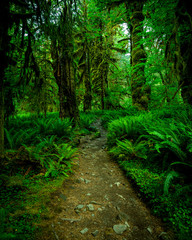 A hiking path leads through Hoh Rainforest, Olympic National Park, Washington