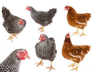 a hens isolated on a white background - collection