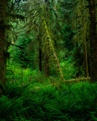 A fallen tree surrounded by ferns in Hoh Rainforest, Olympic National Park, Washington