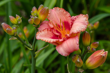 Flowering daylilies in the garden. Blossoming Hemerocallis in summer garden. Beautiful flowers of daylilies