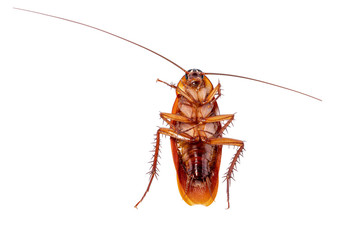 Cockroaches isolated on white background with clipping path 