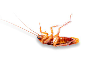 Cockroaches isolated on white background with clipping path 