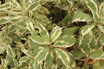 leaves of a tree