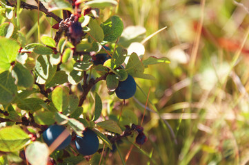 Small mountain blueberries in spring