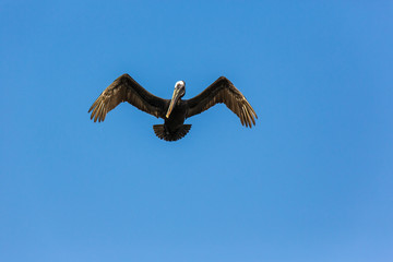 Wildlife with Pelican bird on Caribbean island  of Curacao