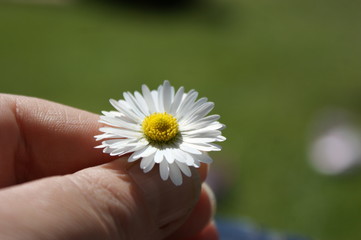 Small daisy held in a hand with a green grass bokeh background