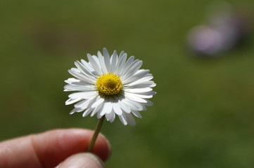 Small daisy held in a hand with a green grass bokeh background