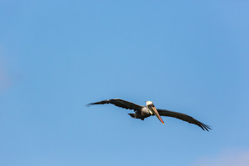 Wildlife with Pelican bird on Caribbean island  of Curacao