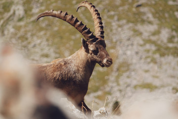 Ibex in its natural environment, Swiss Alps