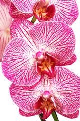 White with purple Orchid (Phalaenopsis) on white background