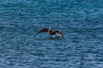 Wildlife with Pelican bird on Caribbean island  of Curacao