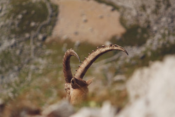 Ibex in its natural environment, Swiss Alps
