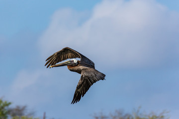 Wildlife with Pelican bird on Caribbean island  of Curacao