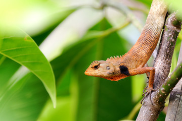 orange brown thai chameleon perching on branch of White Champaka tree